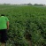 河北悦农中药颠茄草种植合作社