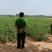 河北悦农中药颠茄草种植合作社