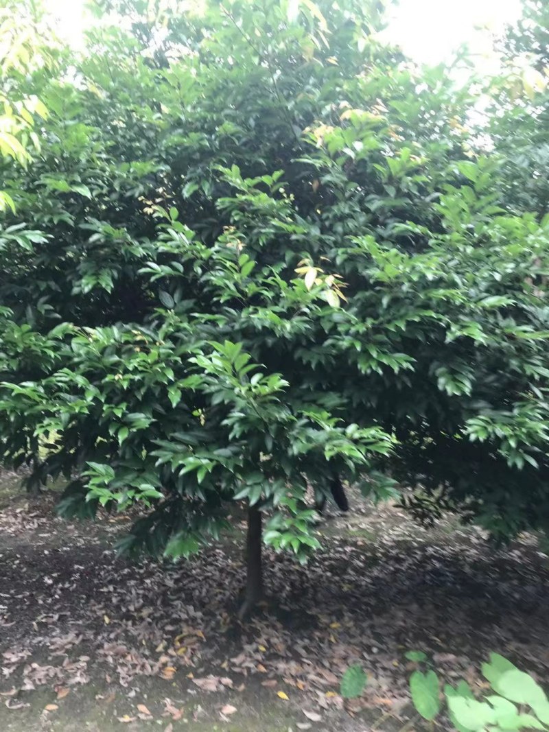 天竺桂，成都天竺桂基地，8—25公分天竺桂
