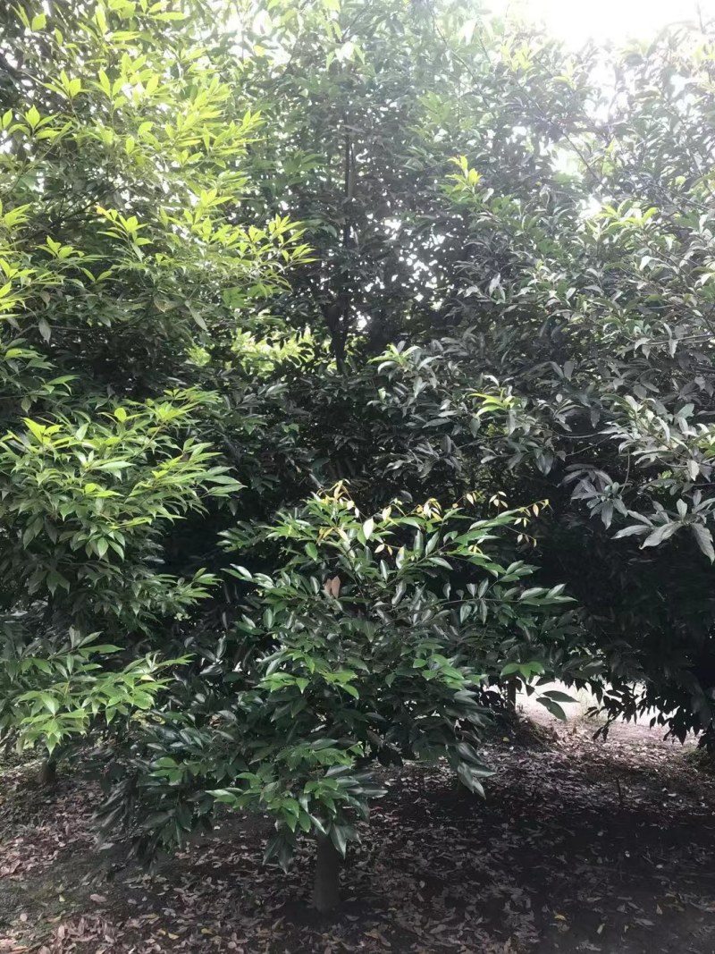 天竺桂，成都天竺桂基地，8—25公分天竺桂