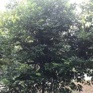 天竺桂，成都天竺桂基地，8—25公分天竺桂