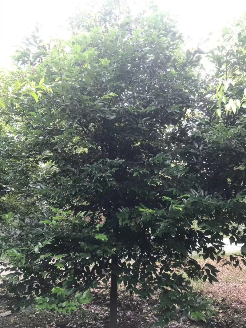 天竺桂，成都天竺桂基地，8—25公分天竺桂