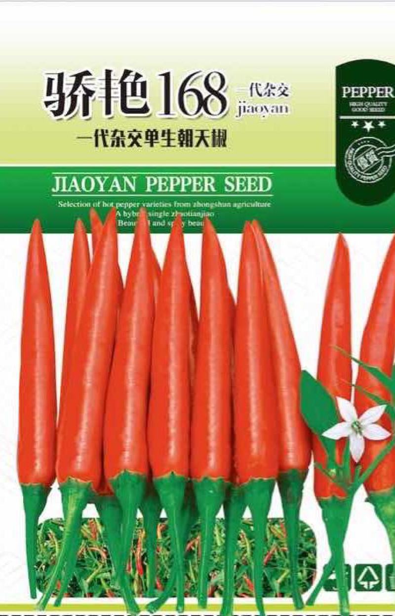 杂交高辣椒朝天椒种子，抗涝抗病签合同包回收