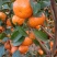 沙糖桔广西沙糖桔广西柑桔沙糖桔百家果电商果市场果