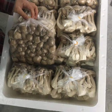 茶树菇，全新包装，新货上市