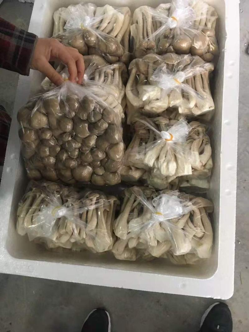 茶树菇，全新包装，新货上市