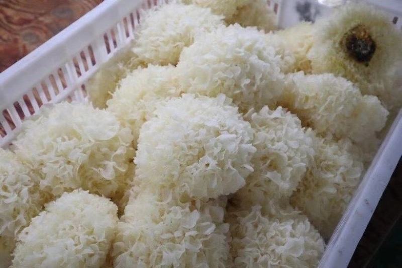 茶树菇，全新包装，新货上市