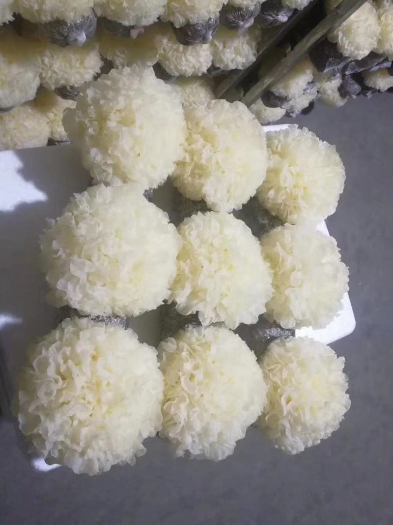 茶树菇，全新包装，新货上市