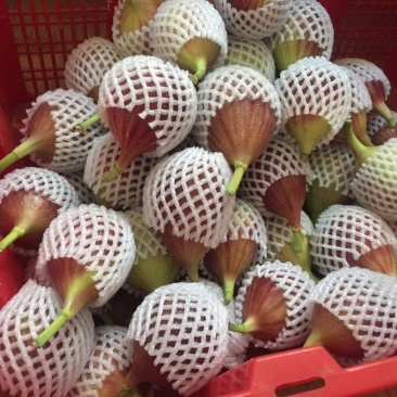 新鲜无花果，一件代发，可批发