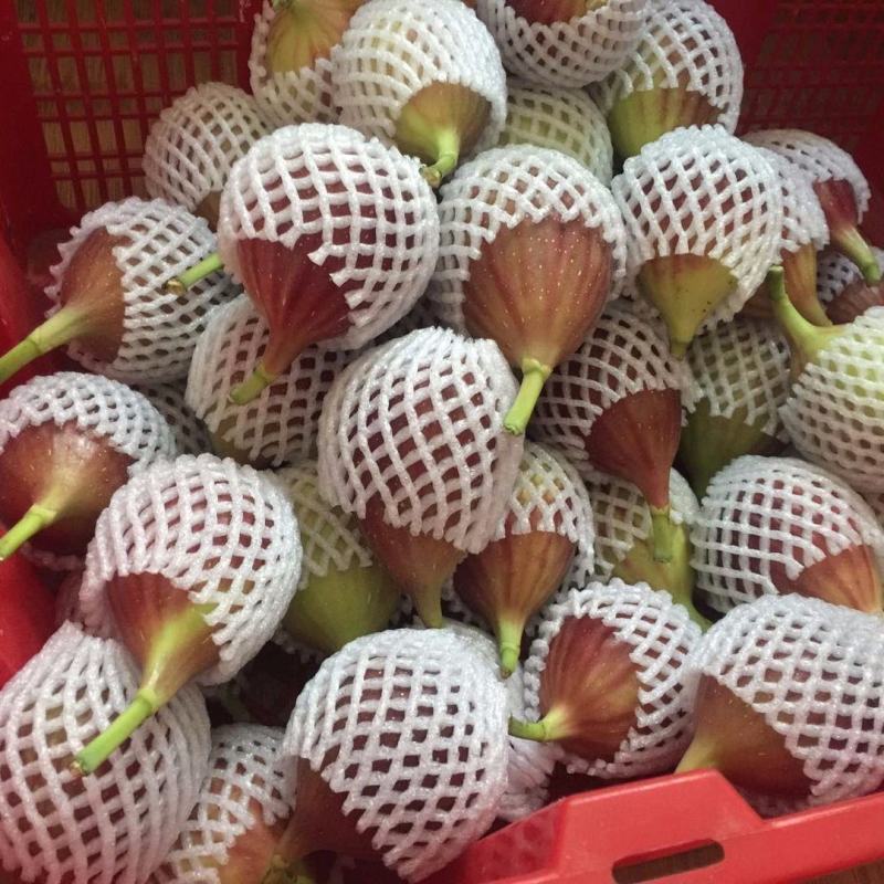新鲜无花果，一件代发，可批发