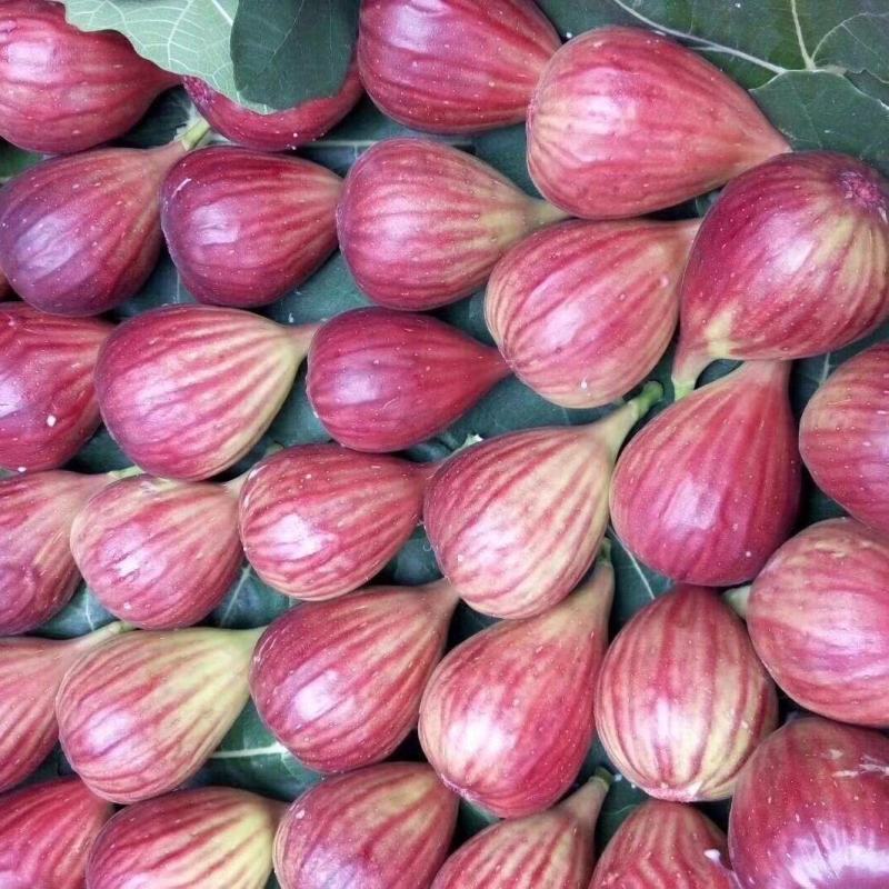 新鲜无花果，一件代发，可批发