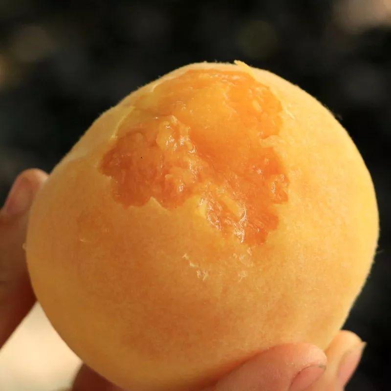 黄金蜜桃苗大肉小核系列广西桂林黄蜜4号