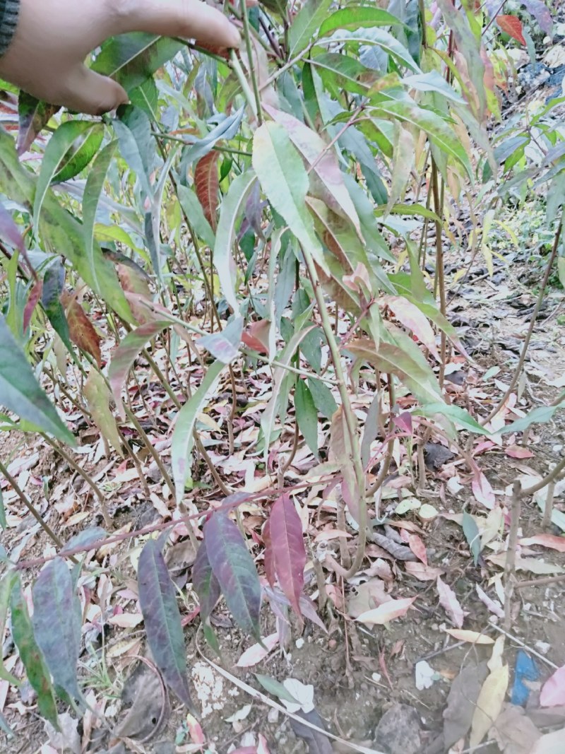 黄金蜜桃苗大肉小核系列广西桂林黄蜜4号