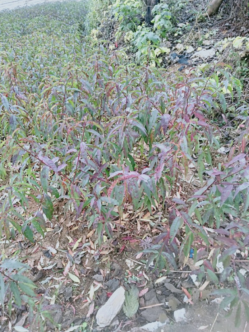 黄金蜜桃苗大肉小核系列广西桂林黄蜜4号