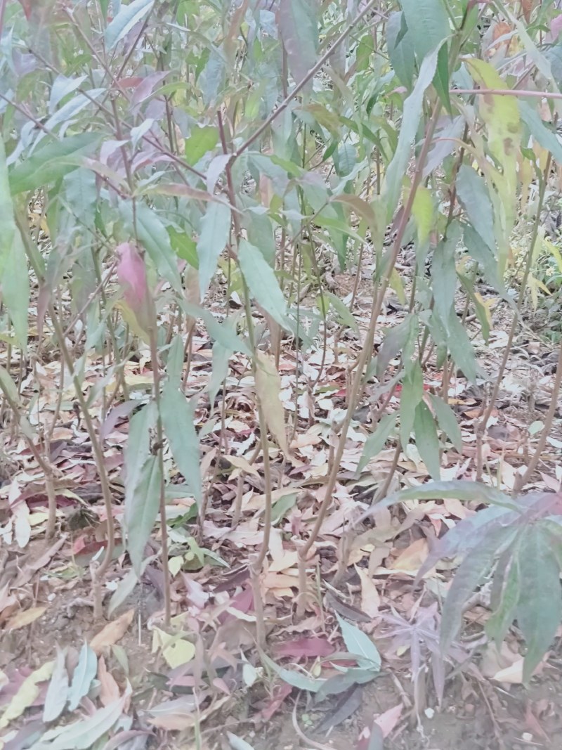 黄金蜜桃苗大肉小核系列广西桂林黄蜜4号