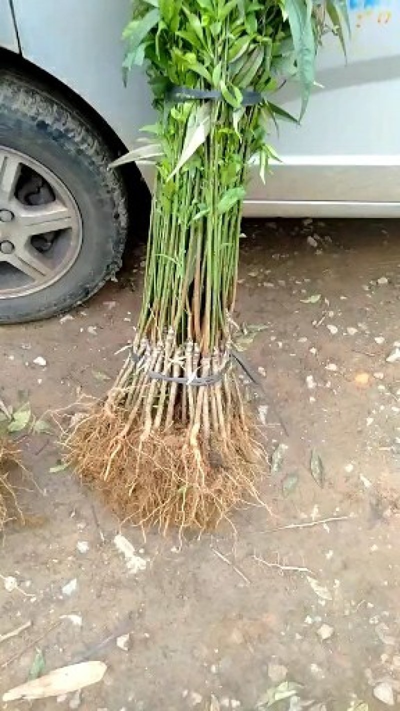黄金蜜桃苗大肉小核系列广西桂林黄蜜4号