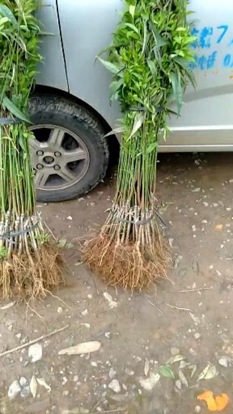 黄金蜜桃苗大肉小核系列广西桂林黄蜜4号