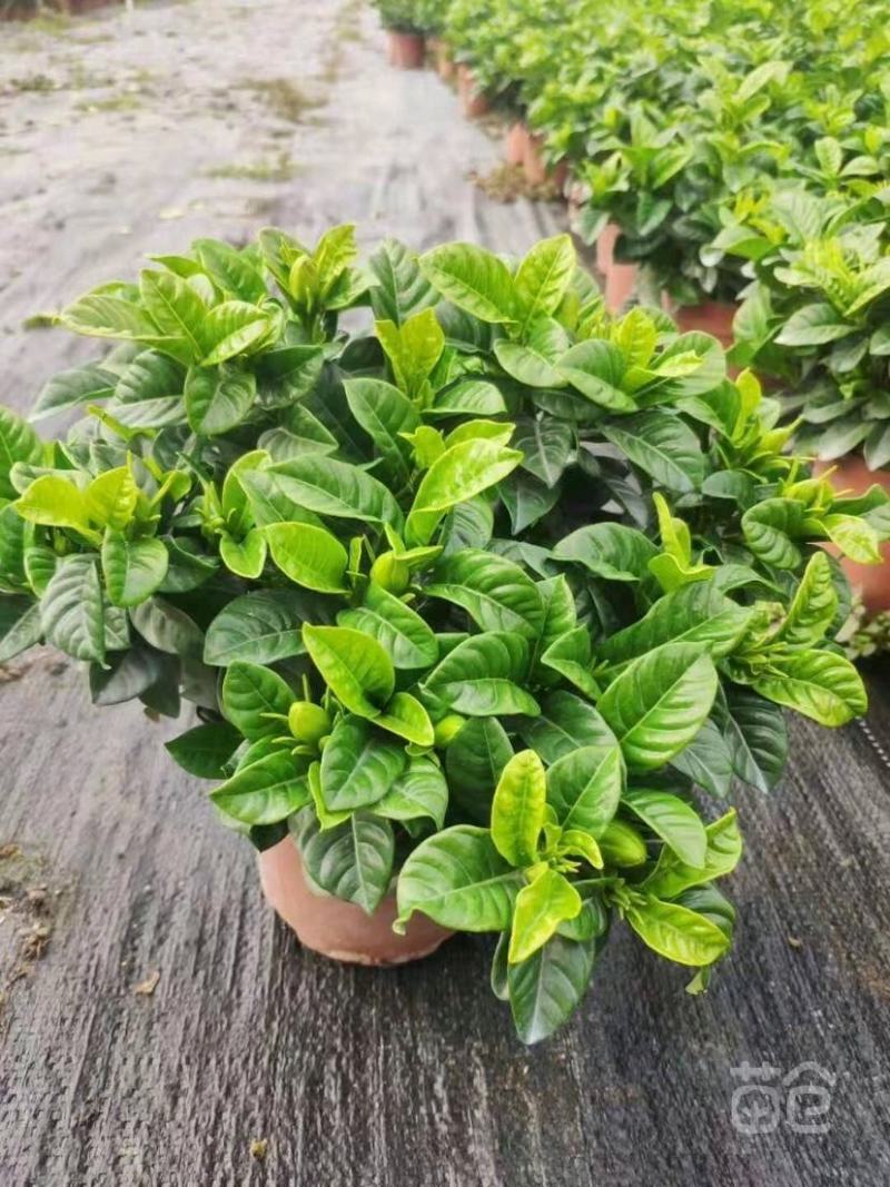 栀子花，大量出售工程货