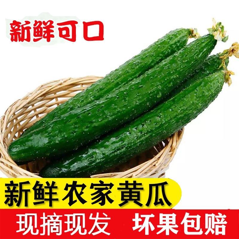 黄瓜新鲜，可一件代发可批发，全年有货，精品黄瓜。量大优惠