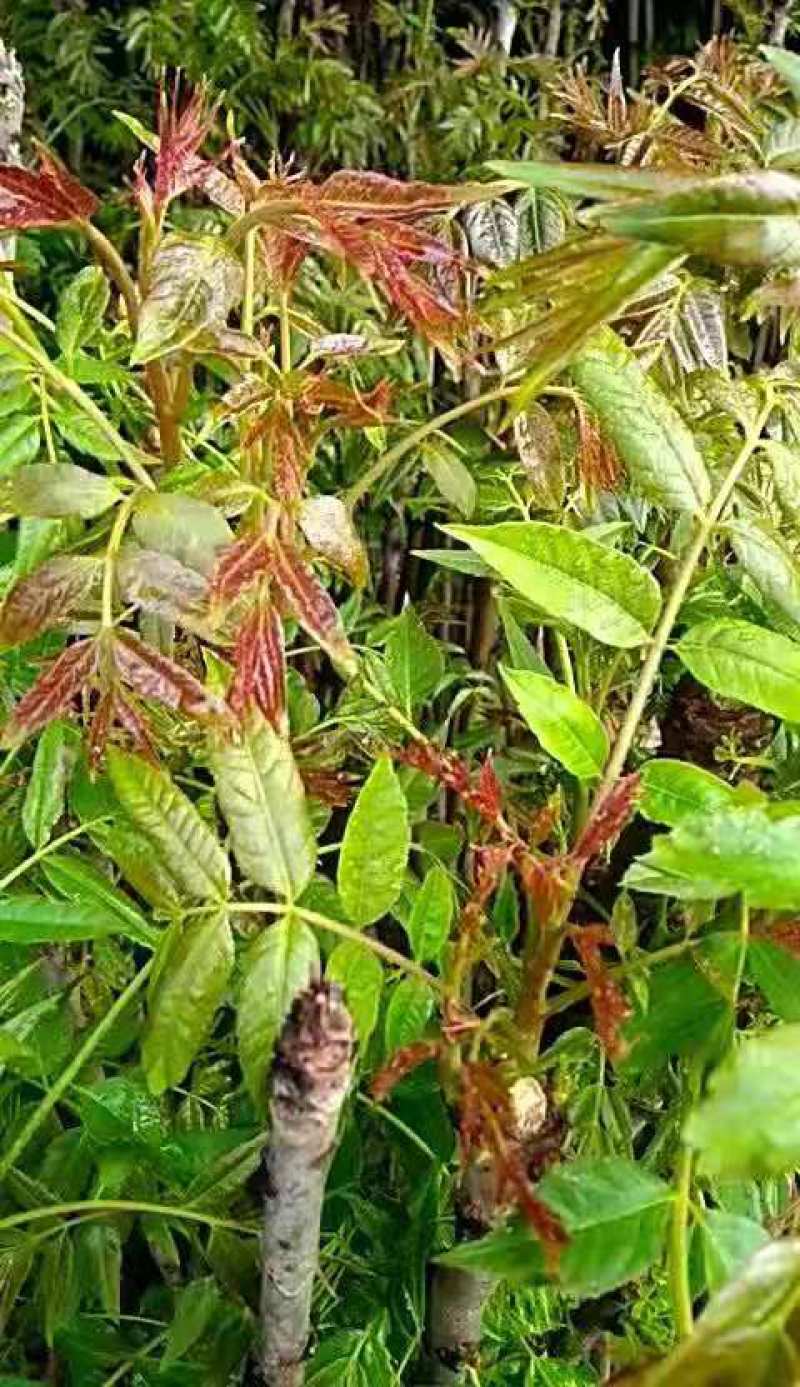 香椿树苗，正宗山东泰山泰安奶油香椿南北方种植基地培育包邮
