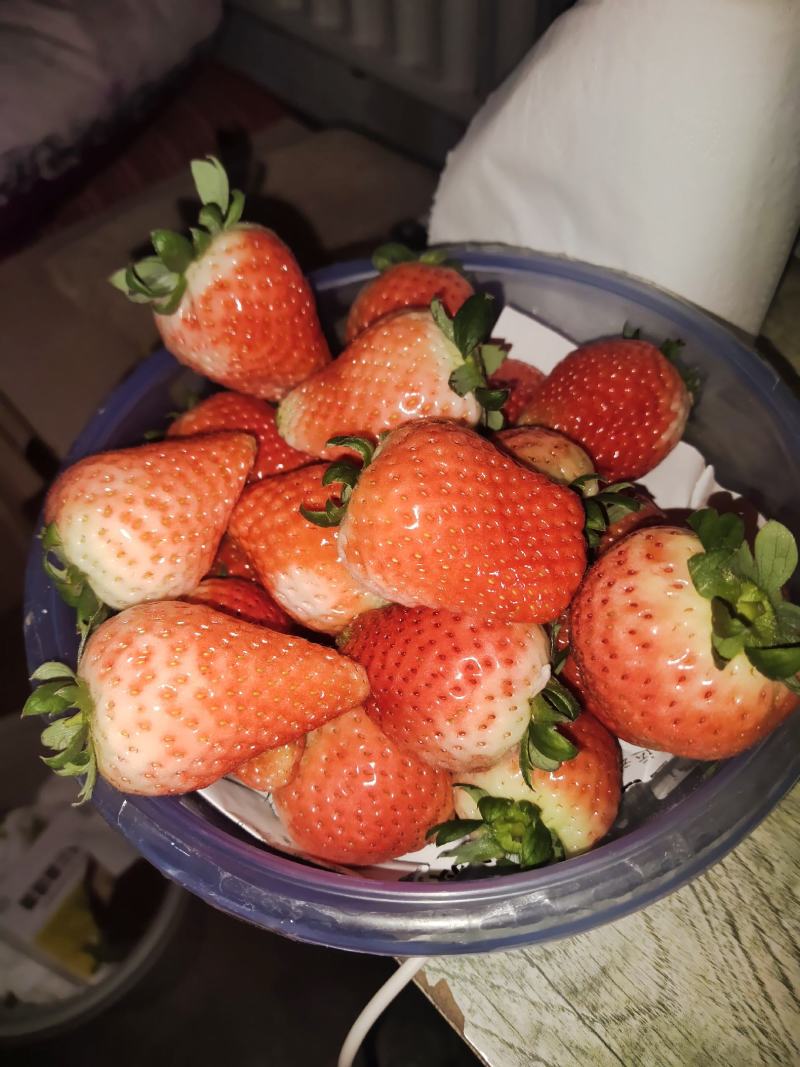 奶草莓成熟了欢迎你们