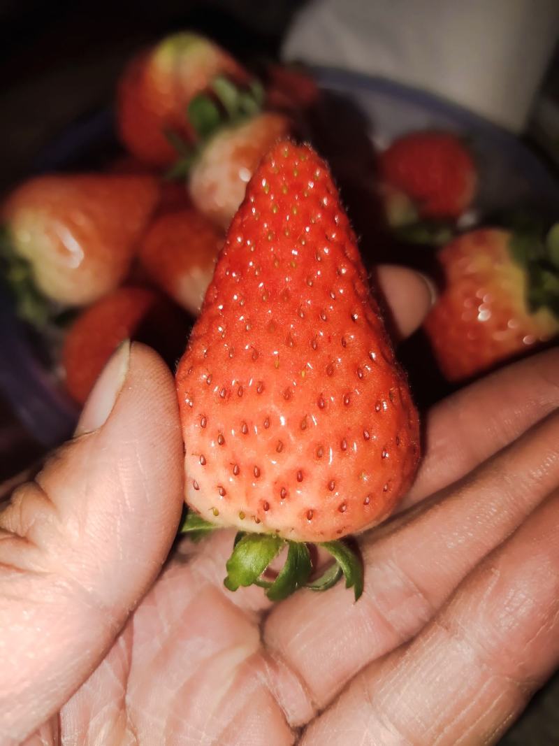 奶草莓成熟了欢迎你们