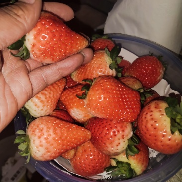奶草莓成熟了欢迎你们