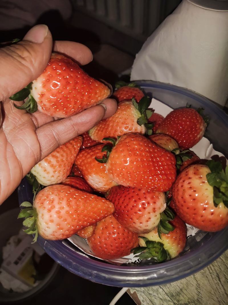 奶草莓成熟了欢迎你们