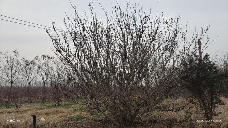 基地长期直供精品丛生紫荆3.5-4.5米冠幅。