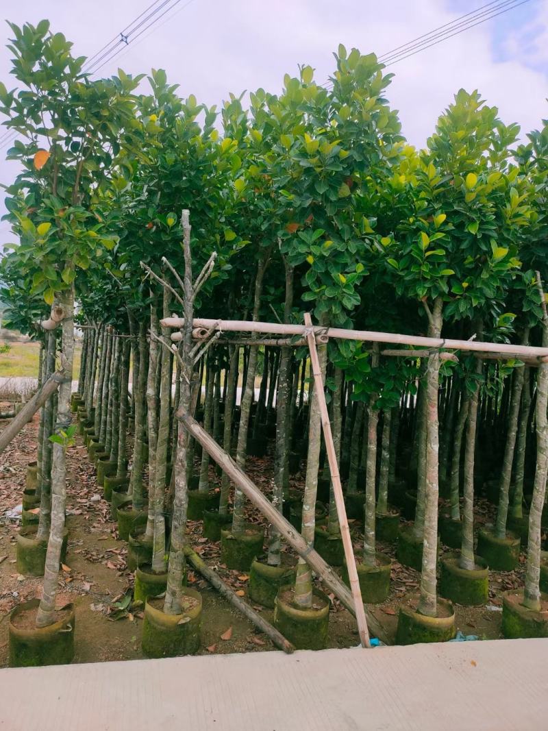 出售自家菠萝蜜树苗树菠萝5公分-15公分