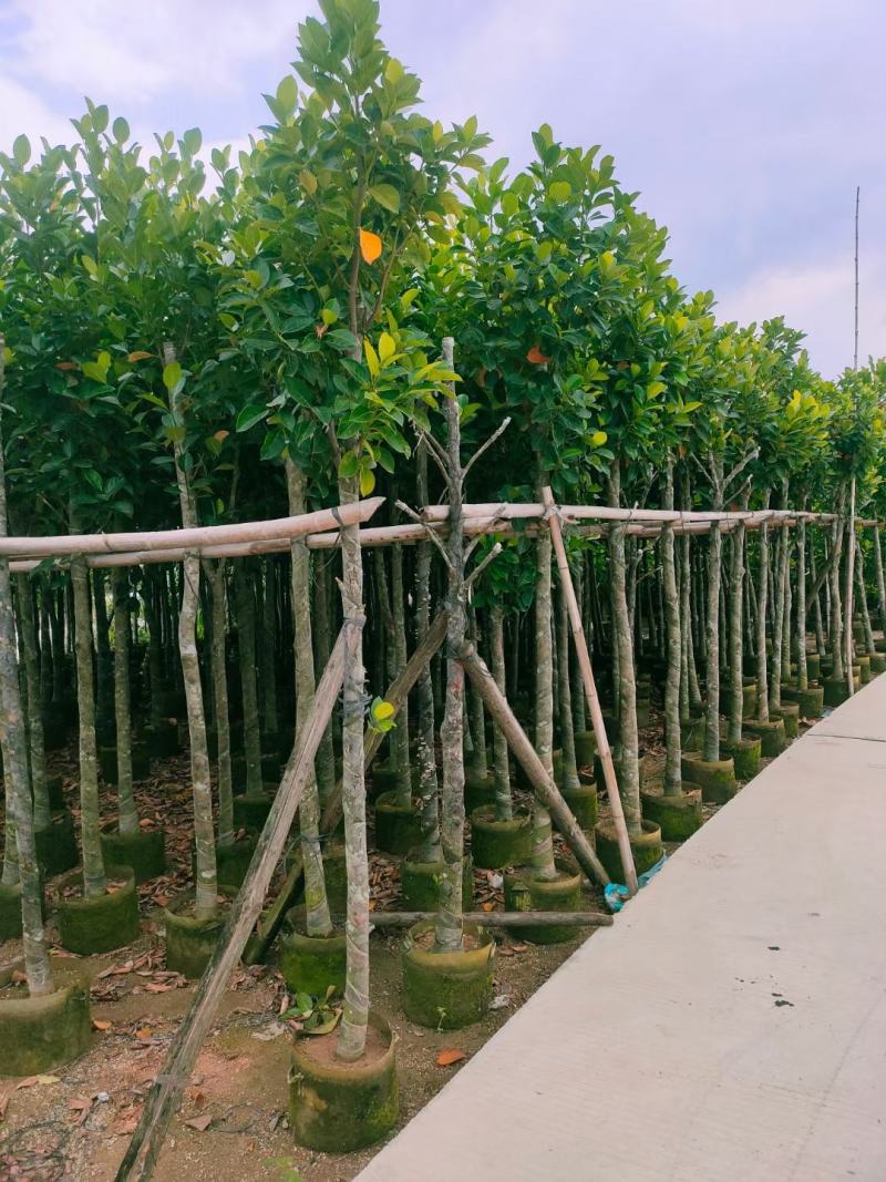 出售自家菠萝蜜树苗树菠萝5公分-15公分