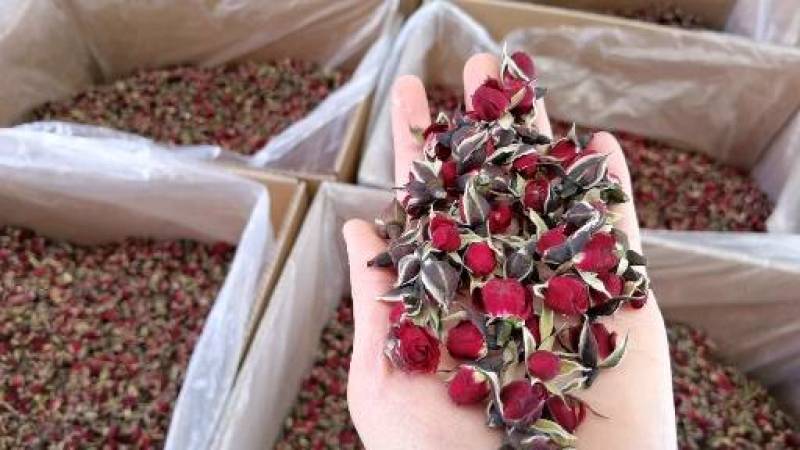 金边玫瑰云南金边玫瑰花自产自销大量现货批发价格优惠