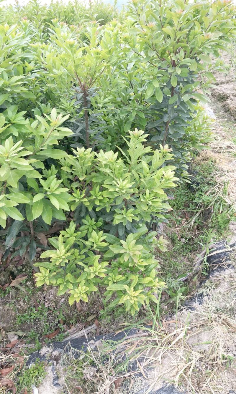 浙江杨梅苗2年东魁杨梅苗，黑碳杨梅苗，自育自销，低价供应
