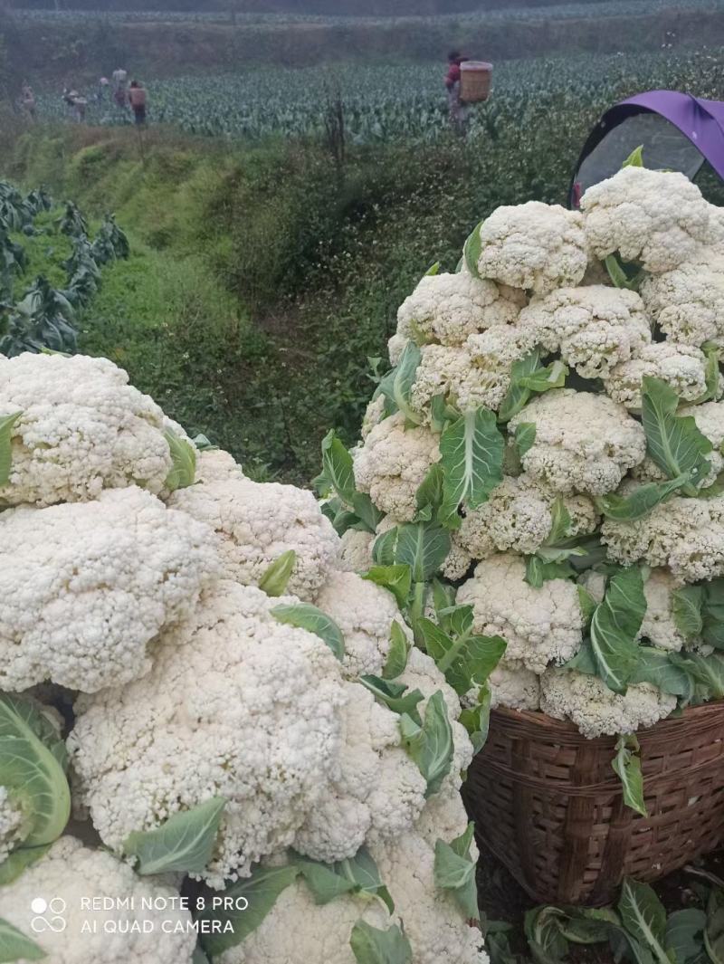 热卖，松花菜四川有机花菜散花菜，一手货源，大量走货，