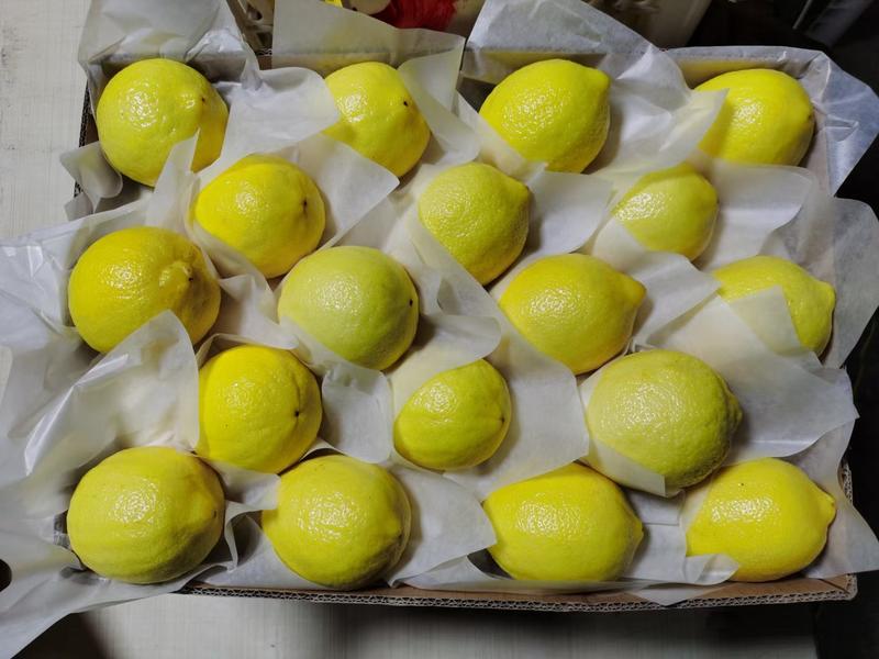 安岳黄柠檬，承接双个单个各类贴标出口柠檬一件代发