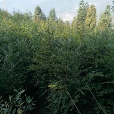 处理一批红豆杉杉树苗，2公分一8公分，树高1米一3米