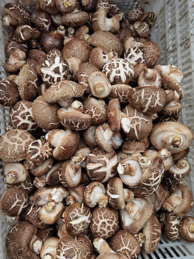 【优质香菇】鲜香菇上市菌类，冬菇，电超专供