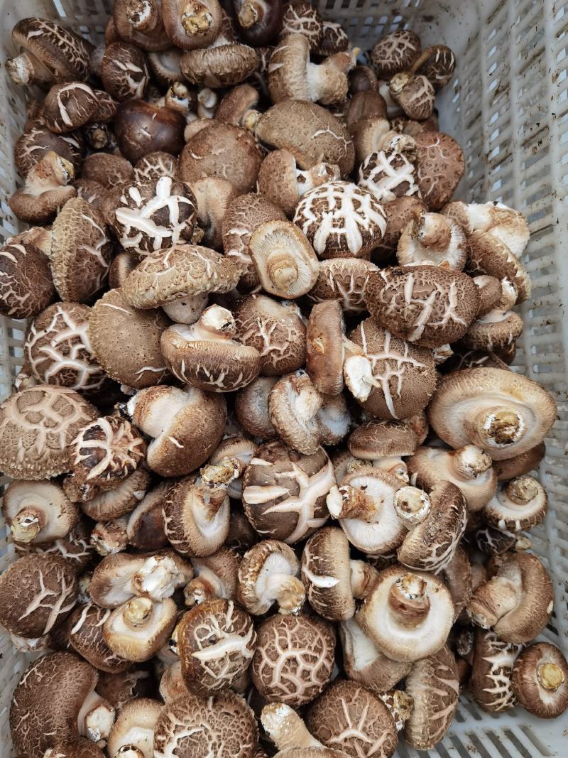 【优质香菇】鲜香菇上市菌类，冬菇，电超专供