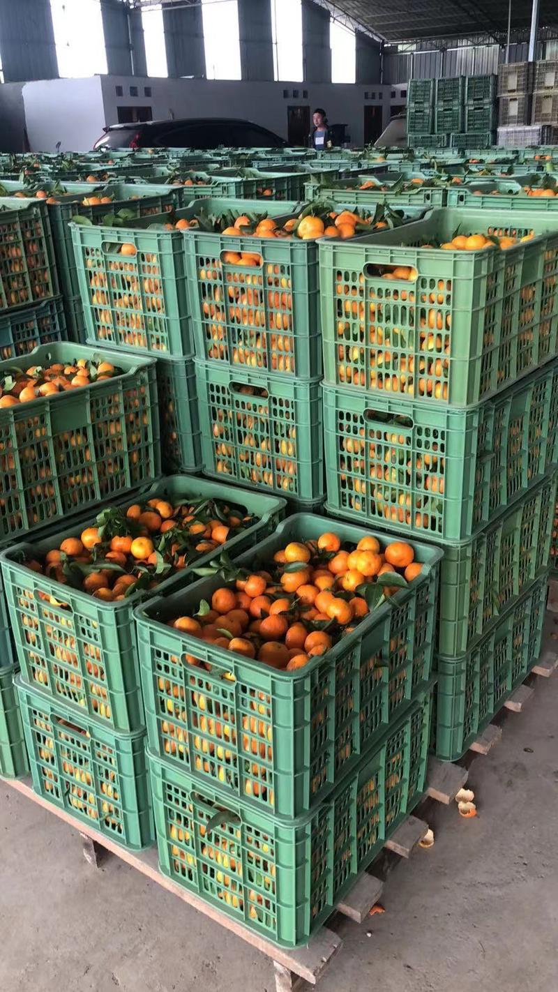 崇左砂糖橘大量上市，每天两个挂车越南果欢迎实力老板合作！