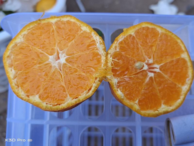 粑粑柑柑橘春见【粑粑柑】正宗四川原产地量大质优