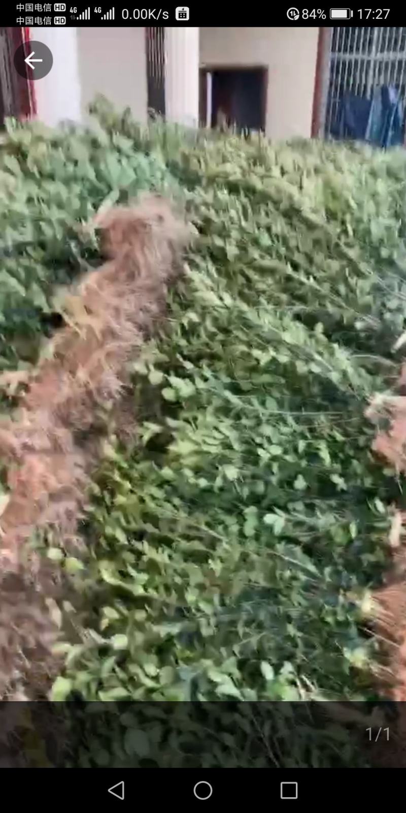 茶树苗基地直供，质量保证，价格优惠，欢迎新老客户前来订购