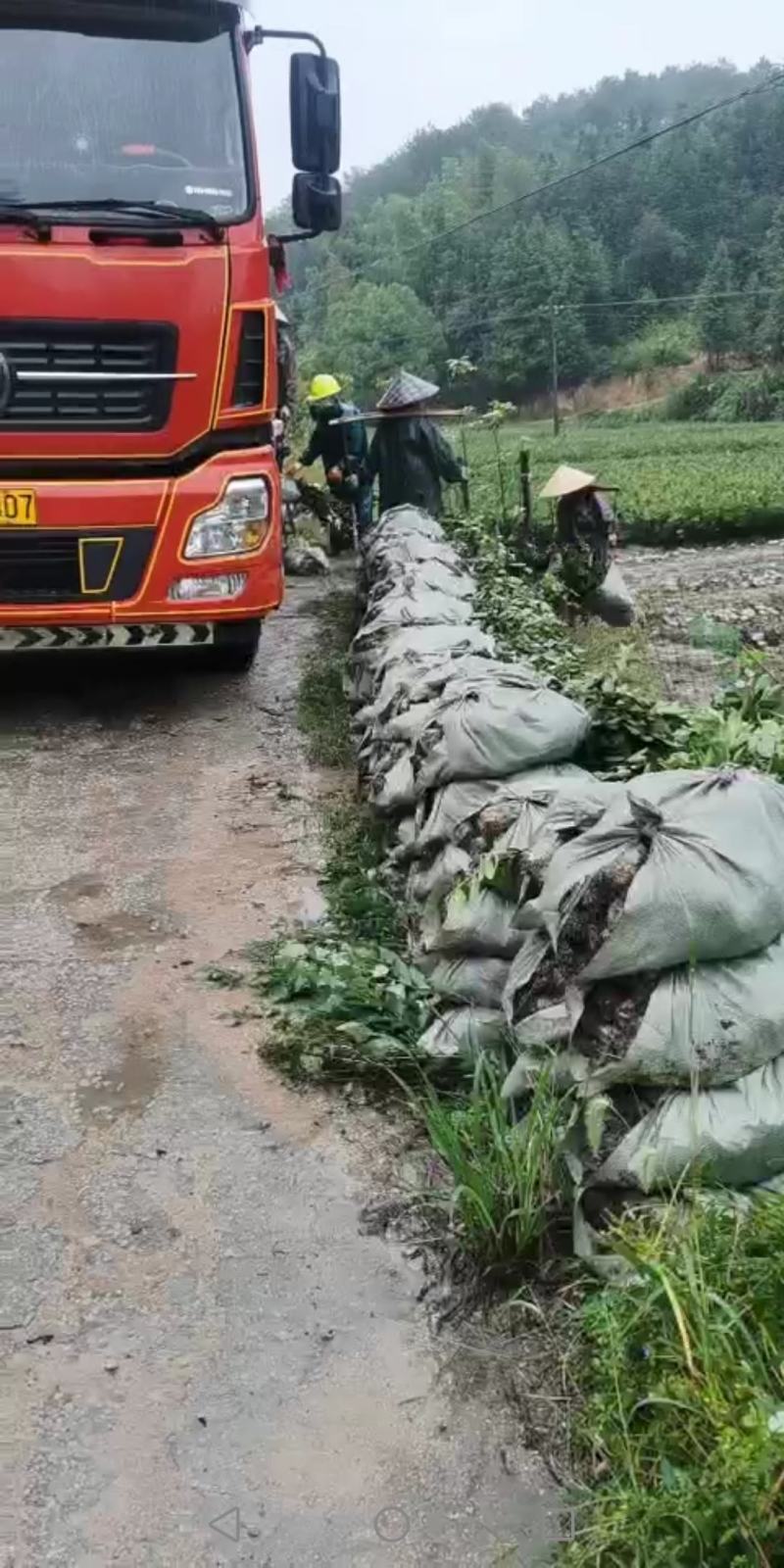 茶树苗基地直供，质量保证，价格优惠，欢迎新老客户前来订购