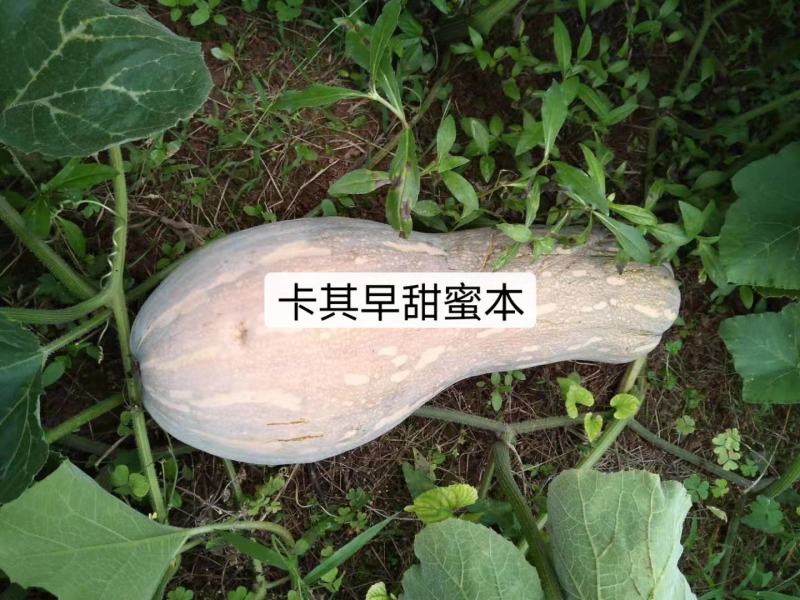 基地专用早甜蜜本南瓜种子产量高面甜可口蜜本南瓜杂交种