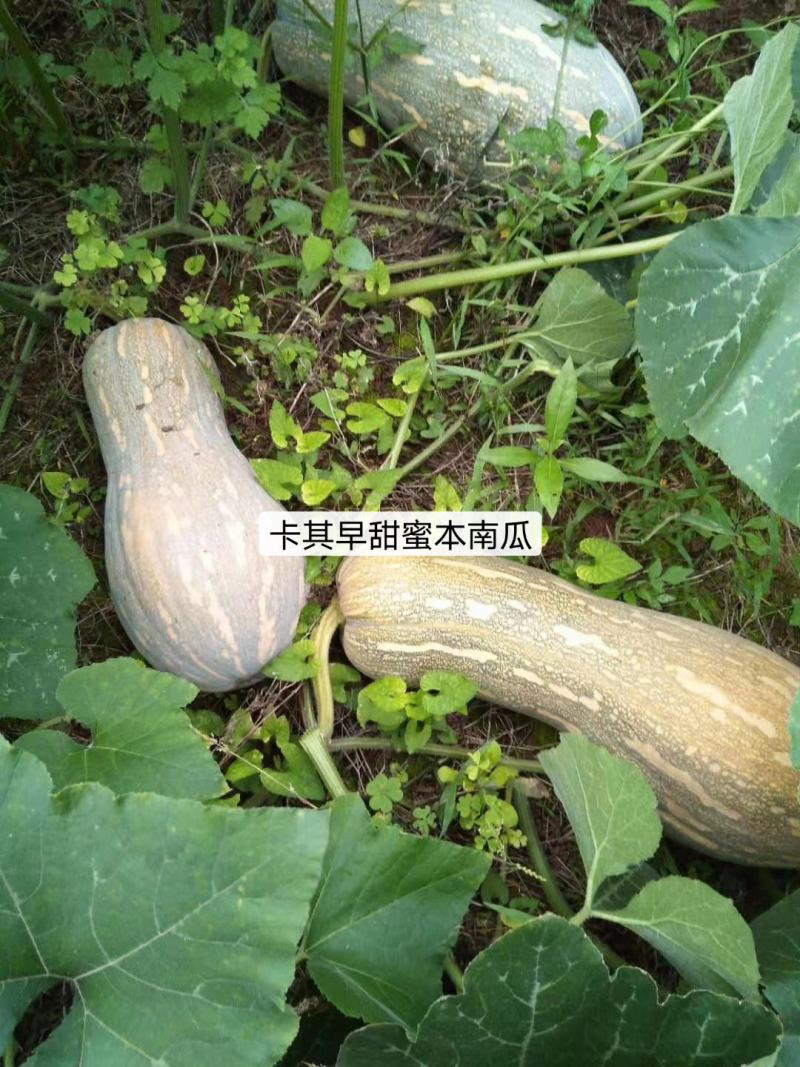 基地专用早甜蜜本南瓜种子产量高面甜可口蜜本南瓜杂交种