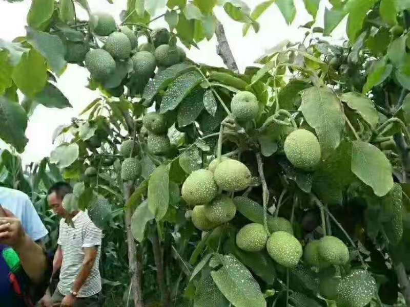 核桃树苗，薄皮核桃香玲核桃南北方种植技术指导包邮