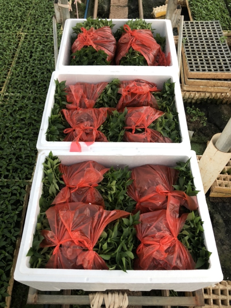 辣椒苗，朝天椒苗。适应性广，抗病好，产量高，基地直供。