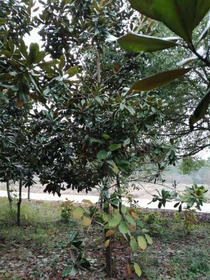 广玉兰8-20可以自己打号各种规格无修剪自然型