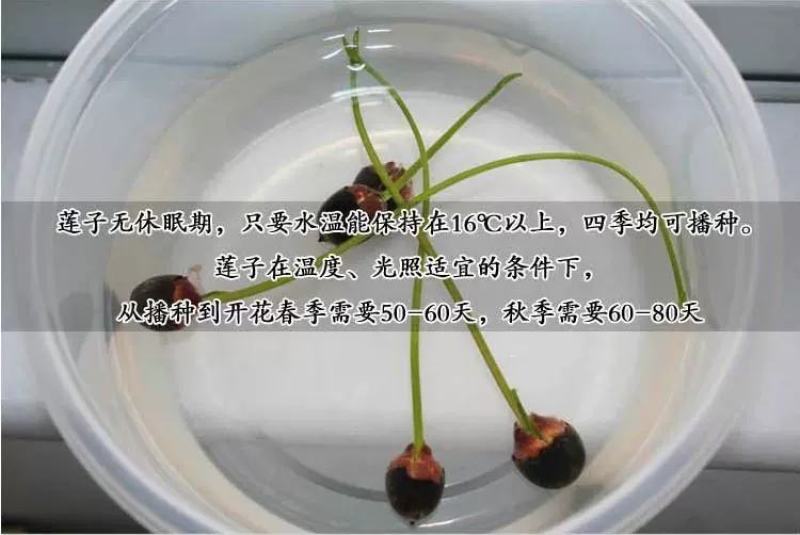 大型荷花种子池塘水养荷花四季莲藕种子室外莲花种子观赏荷花