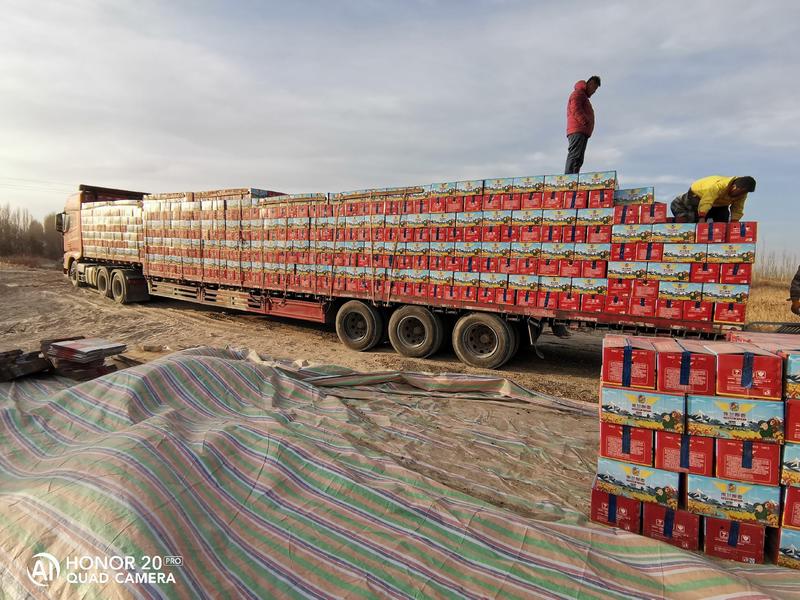 2023新疆若羌灰枣、一手货源不包邮量大价格可谈全国发货