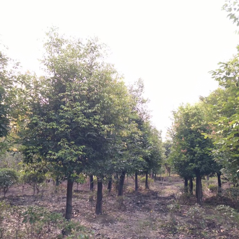 天竺桂成都天竺桂基地四川天竺桂苗圃天竺桂熟货直销